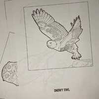 Printable Owl Coloring Pages