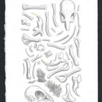 Owl Pellet Contents, Original Watercolor & Pencil Sketch