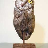 Wistful Owl