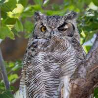 Great Horned Owl Winking 2 Vertical Photograph