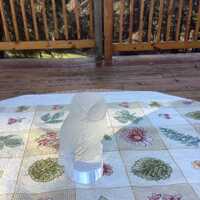 Vintage Lalique Chouette Hibou Owl Crystal Paperweight