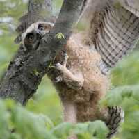 Young Great Horned Owl Climbing _ Matted Photo Print