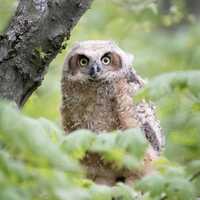 Young Great Horned Owl Resting _ Matted Photo Print