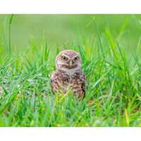 Burrowing Owl Attitude Wall Print, Metal Prints, Nature Birding Photography, Wildlife Humor Canvas W