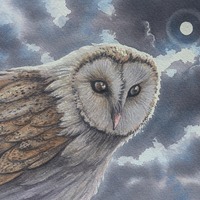 Original Watercolour of a Barn Owl. Owl paintings. Original wildlife art. Andrew Bailey art. Welsh a