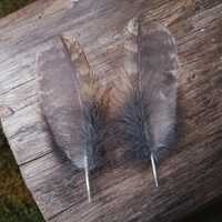 Small Tawny Owl Feathers Set of 2 | Cruelty Free Molt