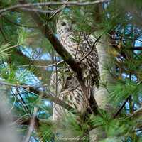 Pair of Barred Owls with a Feathered Heart, Sterling, CT