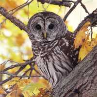 Barred Owl 8x10" Color Photograph