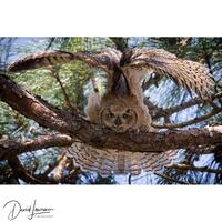Horned Owl Stretching Wings Practicing Flight : Wildlife Photography Wall Art Print