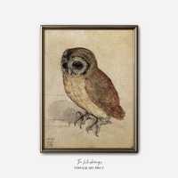 Antique Little Owl Painting Print: Vintage Artwork From 1500s, Bird Art, Farmhouse Wall Decor