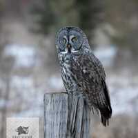 Great Gray Owl Photograph &ndash; Winter Wildlife Wall Art, Majestic Owl Fine Art Print, Nature Phot