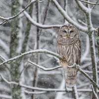 Barred Owl Print, Barred Owl in Snow, Winter Art, Owl Print,  Metal Art, Winter Bird Art