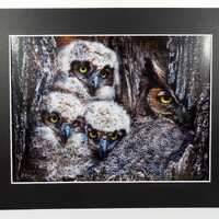 Great Horned Owl And Three 3 Owlets Baby Owls Artist Signed Titled "Curious" Photograph Ph