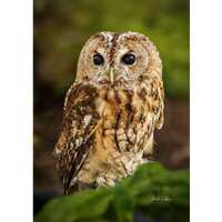 TAWNY OWL #01A in ready to hang Dye Sublimation Photo /Wildlife photo / Wild Bird Print / Owl photo