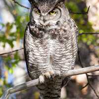 Great Horned Owl in Morning Sunshine, Photography Prints, Photo Cards