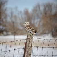 Short Eared Owl Fine Art Print – Nature Photography, Home Decor