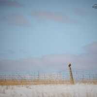 Short Eared Owl Landscape Fine Art Print – Nature Photography, Home Decor