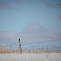 Short Eared Owl Landscape Version 2 Fine Art Print &ndash; Nature Photography, Home Decor
