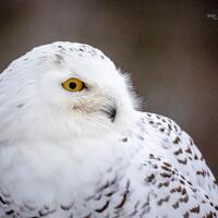 Snowy Owl Portrait Fine Art Print &ndash; Nature Photography, Home Decor