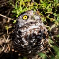 Burrowing Owl (Photo)