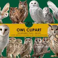 20 Realistic Owl Clipart, Owl, Night Owl PNG, Woodland animal Graphics, Nature Digital Download