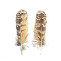 One Eurasian Eagle Owl (Bubo bubo)  feather, medium size