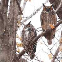 Great Horned Owls Print | Nature Wall Art | Pair of Owls | Raptor Photography | Two Owls in a Tree A