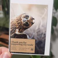 Short Eared Owl Mini Print