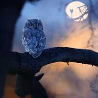 Western Screech Owl Fine Art Wildlife Photography Print