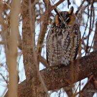 Long Eared Owl Print | Owl Wall D&eacute;cor | Bird Wall Hanging | Raptor Photograph | Home Office S
