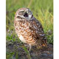 BURROWING OWL YAWNING #04A ready to hang Dye Sublimation Photo /Wildlife photo / Wild Bird Print / O