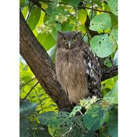 BROWN FISH OWL #01A ready to hang Dye Sublimation Photo /Wildlife photo / Wild Bird Print / Owl phot