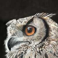 Amber Gaze - Original Owl Pastel Drawing, Realistic Wildlife Bird Art, Hand-Drawn Great Horned Owl W