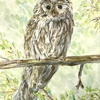 Barred Owl- Quiet Watcher