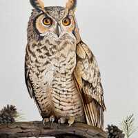 Great Horned Owl Art Print, Archival Giclee Bird Painting