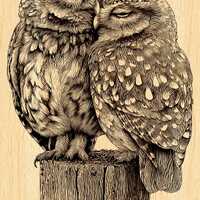 Owl Couple Engraving PNG | Romantic Owl Wood Clipart Transparent | Laser Wood & CNC Engraving De