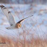Bird in Flight | Flying Owl Photo | Short Eared Owl | Flying Bird Home Office Decor | FeatherWindStu