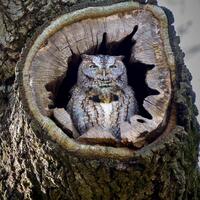 Eastern Screech Owl in the Morning Sun, Providence, Rhode Island