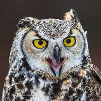 GREAT HORNED OWL Portrait #17b ready to hang High Def Dye Sublimation Photo
