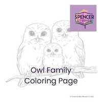 Owl Family on Branch Coloring Page – Printable Bird Family Sheet