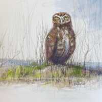 Burrowing Owl Watercolor Signed 8x10 Art