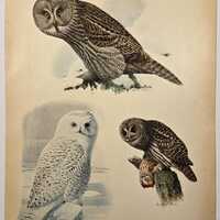 Vintage Owl Print 1916 New York Museum Antique Ornithology Art Louis Agassiz Fuertes, Great Gray Owl