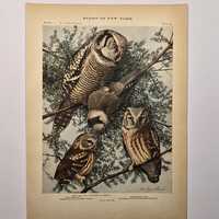Vintage Owl Print 1916 New York Museum Antique Ornithology Art Louis Agassiz Fuertes, Hawk Owl, Saw-