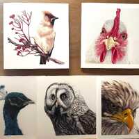 Mixed Bird Bald Eagle Peacock Owl Art Cards: Blank Square Greeting Cards with Envelopes
