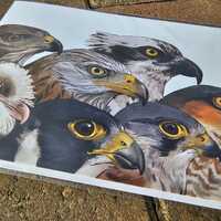 Birds of prey, eagles, hawks, owls, and falcons in the UK large greeting card