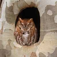 Red Eastern Screech Owl Print, Wildlife Photography, Sycamore Tree Art