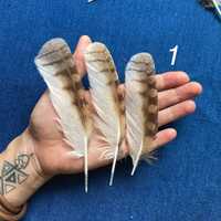 3 Natural owl feathers
