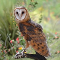 Barn Owl Photo - Bird Fine Art Photography Print - Owl Portrait - Bird Watcher Gift - Bird of Prey