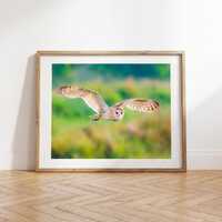 Grass Owl Fine Art Photo Print | Minimalist wildlife wall art decor