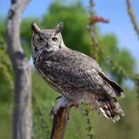 Bird Photography: Great Horned Owl Photo Print - Owl Wildlife Wall Decor